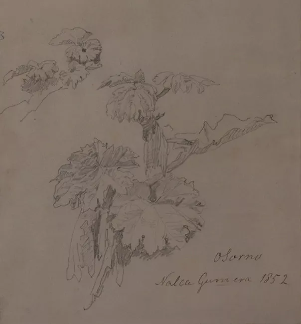 Nalca, Gunnera, Osorno