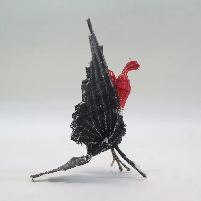 Cóndor