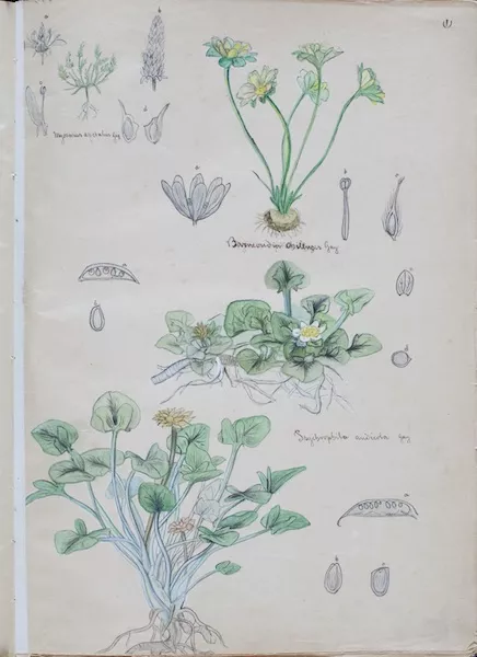 Dibujos botánicos de Claude Gay