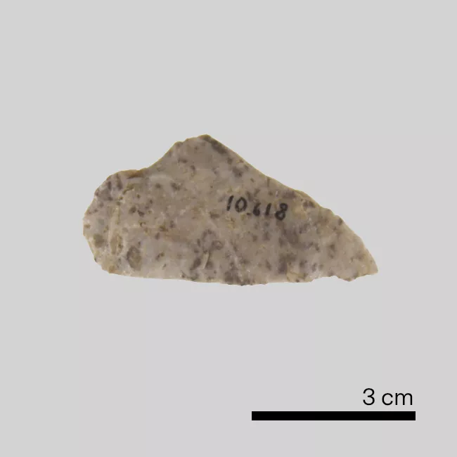 Raedera